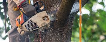 Best Tree Trimming and Pruning  in Sudan, TX