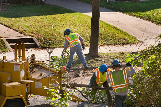 Best Tree Disease Treatment  in Sudan, TX