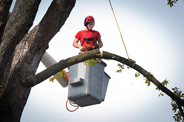 Best Utility Line Clearance  in Sudan, TX